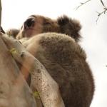 Kennet River koala sugli alberi